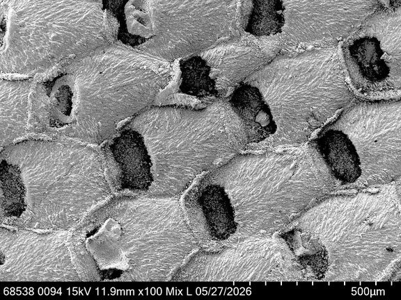 Bryozoa Art: Onychocella normani (Pergens ) aus Bryozoen Sammlung Senckenberg Frankfurt