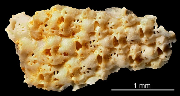 Bryozoa Art: Tricephalopora pinguis (von Hagenow 1841) aus Bryozoen Sammlung Senckenberg Frankfurt,  CC BY: Michael Sondermann