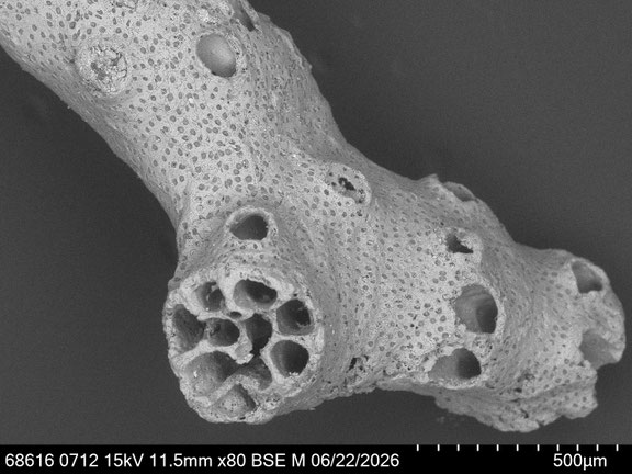 Bryozoa Art: cf. Tervia sp. (Jullien 1882) aus Bryozoen Sammlung Senckenberg Frankfurt