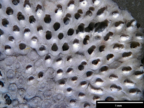 Bryozoa Art: Membranipora tenebrosa Brydone 1912 aus Bryozoen Sammlung Senckenberg Frankfurt