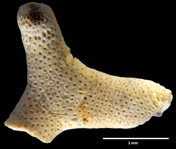 Bryozoa Art: Cavaria pustulosa (von Hagenow 1851) aus Bryozoen Sammlung Senckenberg Frankfurt