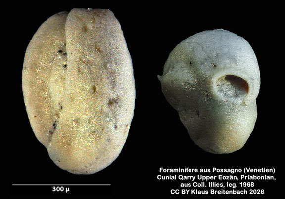 Quinqueloculina d'Orbigny, 1826 aus Possagno, Venetien, Italien; Priabonian; CC BY: Klaus Breitenbach