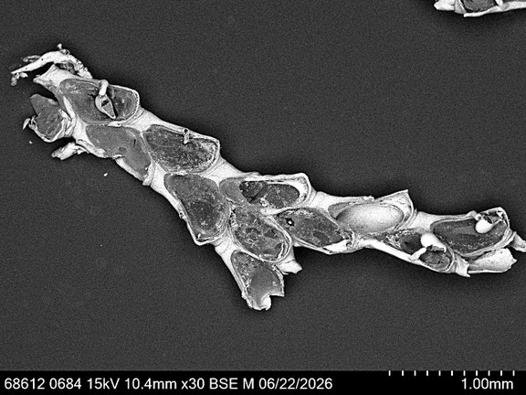 Bild 3 Bryozoa Art: Synnotum aegyptiacum (Audouin 1826) aus Bryozoen Sammlung Senckenberg Frankfurt