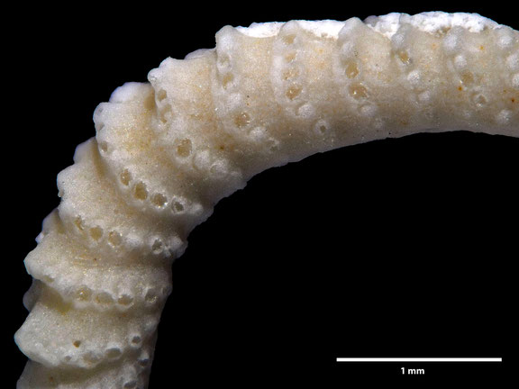 Bryozoa, Art: Clavitubigera convexa d'Orbigny 1853 aus Voigt Sammlung Senckenberg Frankfurt