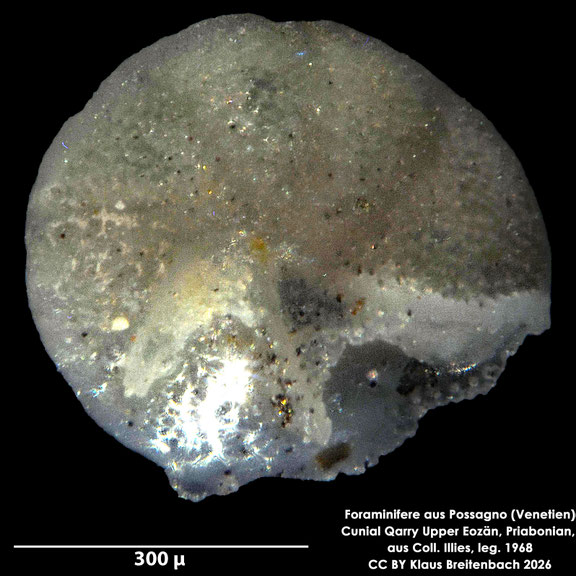cf. Cibicides Montfort, 1808 aus Possagno, Venetien, Italien; Priabonian; CC BY: Klaus Breitenbach