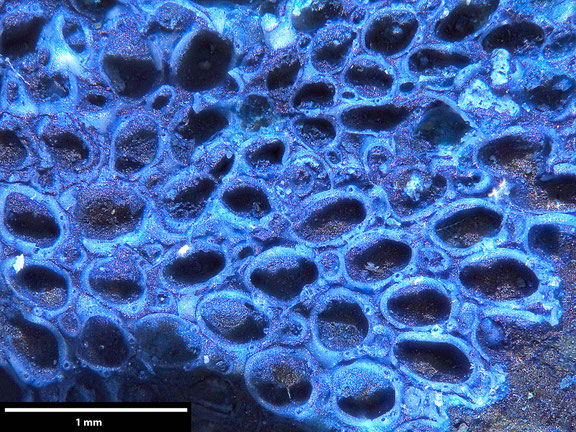 Bryozoa Art: Callopora j. boehmi Voigt, 1924 aus Bryozoen Sammlung Senckenberg Frankfurt