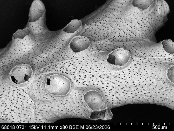 Bryozoa Art: cf. Exidmonea sp. (DAVID, MONGEREAU & POUYET 1972) aus Bryozoen Sammlung Senckenberg Frankfurt