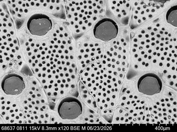 Bryozoa Art: Watersipora subtorquata (d'Orbigny 1852) aus Bryozoen Sammlung Senckenberg Frankfurt