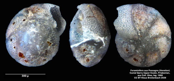 Anomalina d'Orbigny, 1826 aus Possagno, Venetien, Italien; Priabonian; CC BY: Klaus Breitenbach