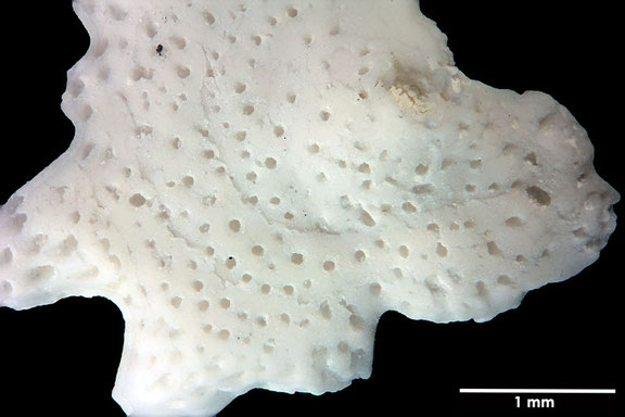 Bild 2 Bryozoa, Art: Discocytis alcicornis (Levinsen 1925) aus Voigt Sammlung Senckenberg Frankfurt