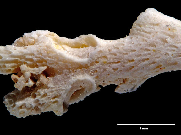 Bryozoa Art: Osculipora tetragona d'Orbigny aus Bryozoen Sammlung Senckenberg Frankfurt, 