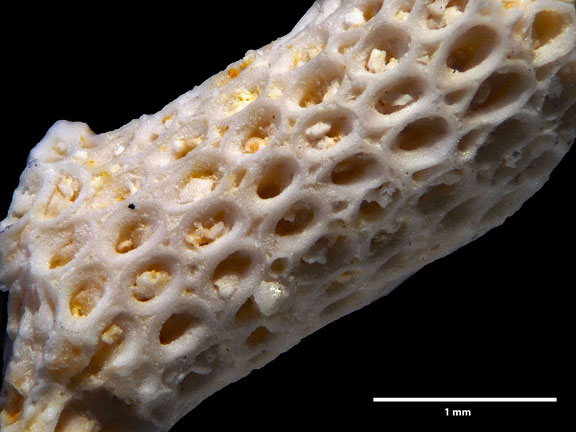 Bryozoa, Art: Solenophragma baculinum Marsson, 1887 aus Voigt Sammlung Senckenberg Frankfurt