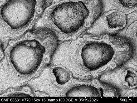 Bryozoa Art: Membranipora vinsis Brydone 1929 aus Bryozoen Sammlung Senckenberg Frankfurt