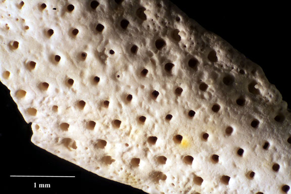 Senckenberg, Bryozoa, Bryozoen, Moostierchen, Sammlung Voigt