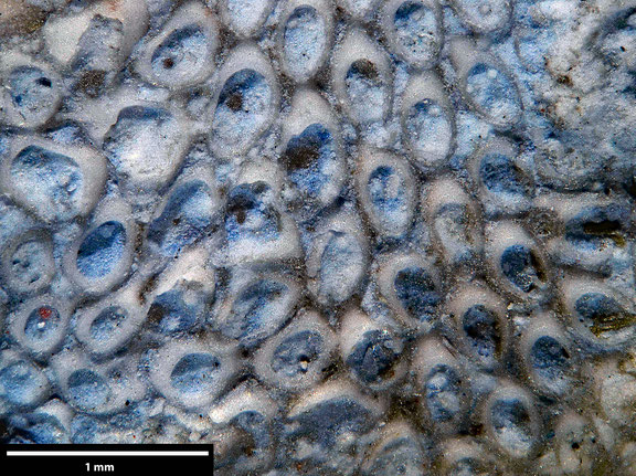 Bryozoa Art: Membranipora rugiae Voigt 1929 aus Bryozoen Sammlung Senckenberg Frankfurt