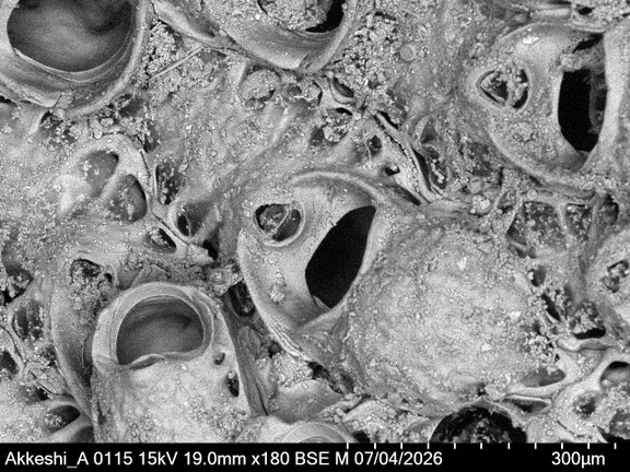 Bryozoa Art: Porella acutirostris Smitt 1868 aus Bryozoen Sammlung Senckenberg Frankfurt