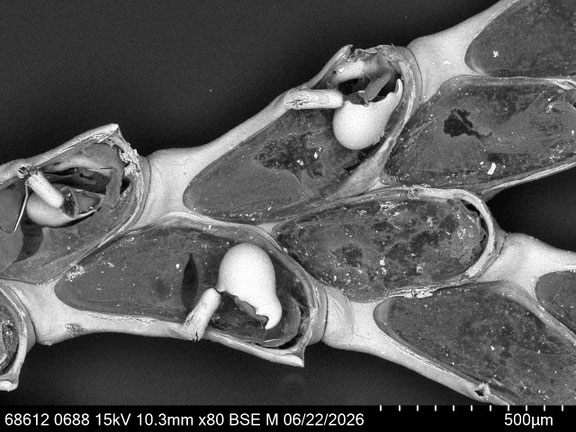 Bryozoa Art: Synnotum aegyptiacum (Audouin 1826) aus Bryozoen Sammlung Senckenberg Frankfurt