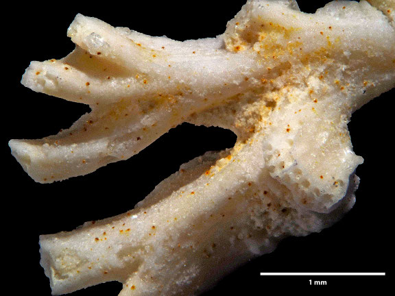 Bryozoa, Art: Supercytis lebenharti Prantl 1938 aus Voigt Sammlung Senckenberg Frankfurt