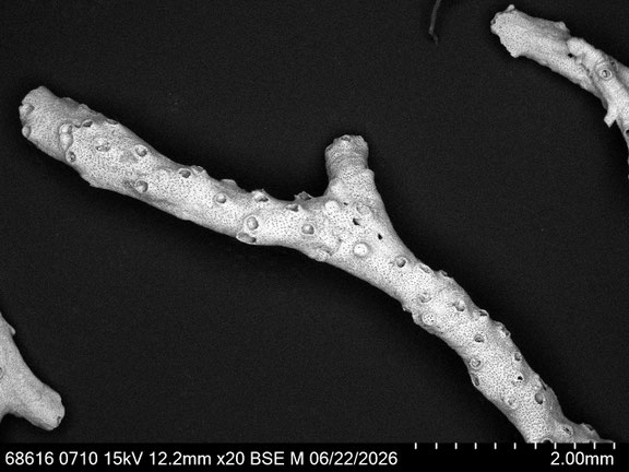 Bryozoa Art: cf. Tervia sp. (Jullien 1882) aus Bryozoen Sammlung Senckenberg Frankfurt