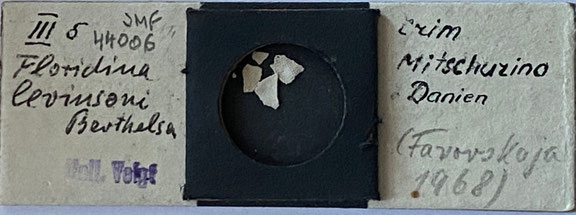 Senckenberg, Bryozoa, Bryozoen, Moostierchen, Sammlung Voigt