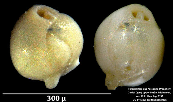Quinqueloculina d'Orbigny, 1826 aus Possagno, Venetien, Italien; Priabonian; CC BY: Klaus Breitenbach