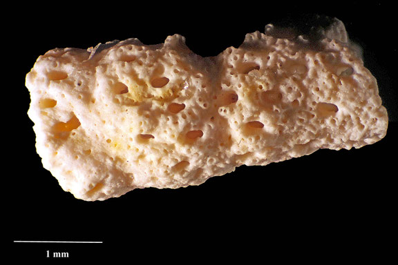 Bryozoa Art: Systenostoma verticillatum (Levinsen 1925) aus Bryozoen Sammlung Senckenberg Frankfurt,  CC BY:  Dr. Rainer Teubner 