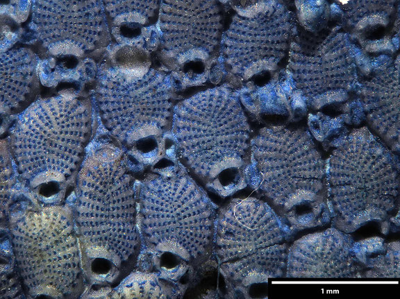 Bryozoa Art: Castanopora dibleyi (Brydone 1906) aus Bryozoen Sammlung Senckenberg Frankfurt, 