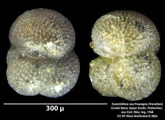 Globigerinoides Cushman, 1927 aus Possagno, Venetien, Italien; Priabonian; CC BY: Klaus Breitenbach