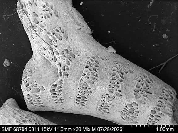Bryozoa Art: Osculipora royana d'Orbigny 1854 aus Bryozoen Sammlung Senckenberg Frankfurt