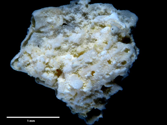 Bryozoa Art: Polycephalopora plicatella (von Hagenow 1851) aus Bryozoen Sammlung Senckenberg Frankfurt