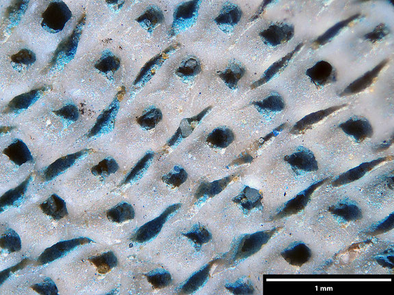 Bryozoa Art: Lunularia incrustata Voigt aus Bryozoen Sammlung Senckenberg Frankfurt,  