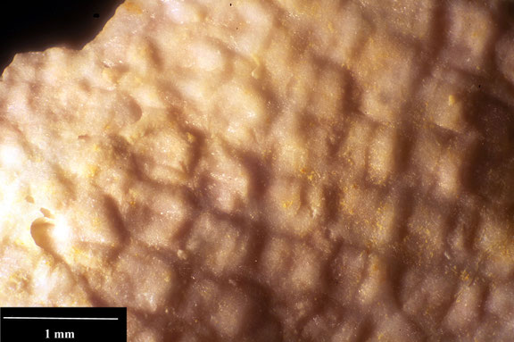 Bryozoa Art: Aechmella hippocrepis Goldfuss, 1826 aus Bryozoen Sammlung Senckenberg Frankfurt,  CC BY:  Dr. Rainer Teubner