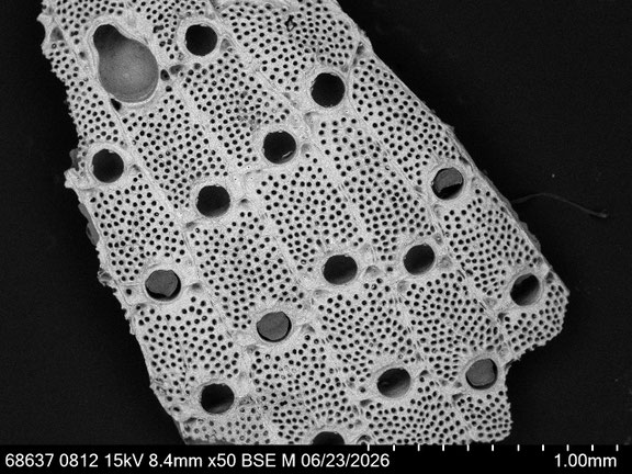 Bryozoa Art: Watersipora subtorquata (d'Orbigny 1852) aus Bryozoen Sammlung Senckenberg Frankfurt