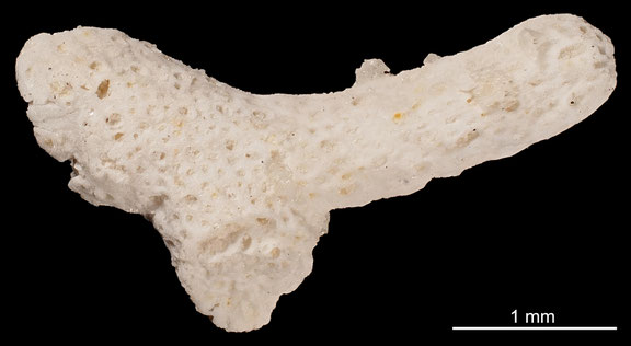 Bryozoa Art: Heteropora dollfusi Pergens aus Bryozoen Sammlung Senckenberg Frankfurt,  CC BY: Michael Sondermann