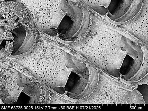 Bryozoa Art: Steginoporella magnilabris (Busk 1854) aus Bryozoen Sammlung Senckenberg Frankfurt