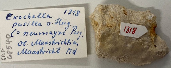 Senckenberg, Bryozoa, Bryozoen, Moostierchen, Sammlung Voigt