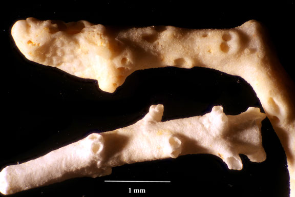 Bryozoa Art: Entalophora geminata Von Hagenow 1851 aus Bryozoen Sammlung Senckenberg Frankfurt,  CC BY:  Dr. Rainer Teubner