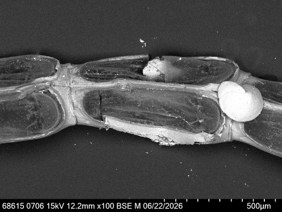 Bryozoa Art: Synnotum cf. contortum Waters 1913 aus Bryozoen Sammlung Senckenberg Frankfurt