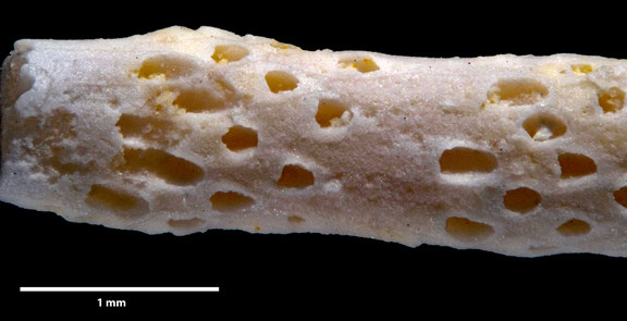 Bryozoa Art: Entalophora benedeniana von Hagenow 1851 aus Bryozoen Sammlung Senckenberg Frankfurt