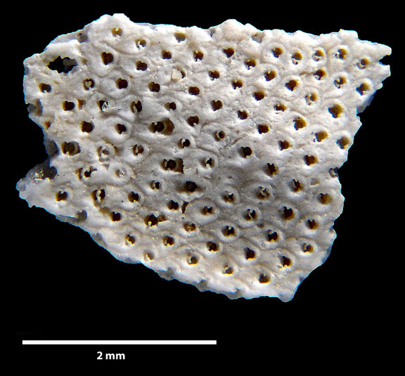 Bryozoa Art: Floridina levinseni Berthelsen 1962 aus Bryozoen Sammlung Senckenberg Frankfurt