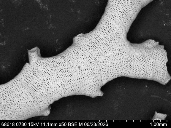 Bryozoa Art: cf. Exidmonea sp. (DAVID, MONGEREAU & POUYET 1972) aus Bryozoen Sammlung Senckenberg Frankfurt