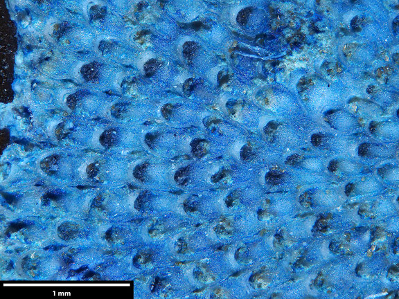 Bryozoa Art: Aechmella proteus (Brydone 1912) aus Bryozoen Sammlung Senckenberg Frankfurt