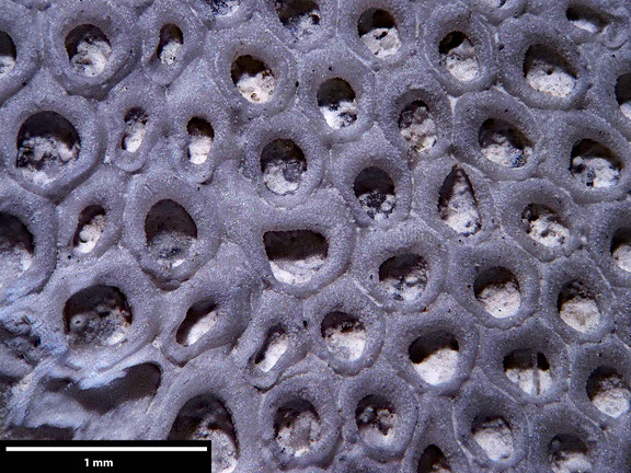 Bryozoa Art: Membranipora calceolus Levinsen 1925 aus Bryozoen Sammlung Senckenberg Frankfurt