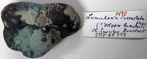 Senckenberg, Bryozoa, Bryozoen, Moostierchen, Sammlung Voigt
