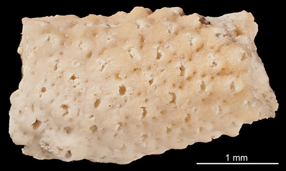 Senckenberg, Bryozoa, Bryozoen, Moostierchen, Sammlung Voigt