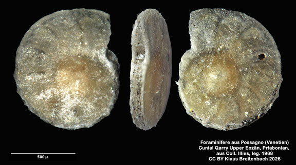 Planulina d'Orbigny, 1826 aus Possagno, Venetien, Italien; Priabonian; CC BY: Klaus Breitenbach