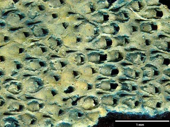 Bryozoa Art: Onychocella armata Voigt, 1924 aus Bryozoen Sammlung Senckenberg Frankfurt,  