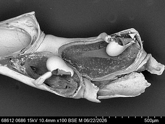 Bryozoa Art: Synnotum aegyptiacum (Audouin 1826) aus Bryozoen Sammlung Senckenberg Frankfurt