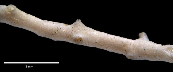 Bryozoa Art: Entalophora pergensi Gregory 1899 aus Bryozoen Sammlung Senckenberg Frankfurt