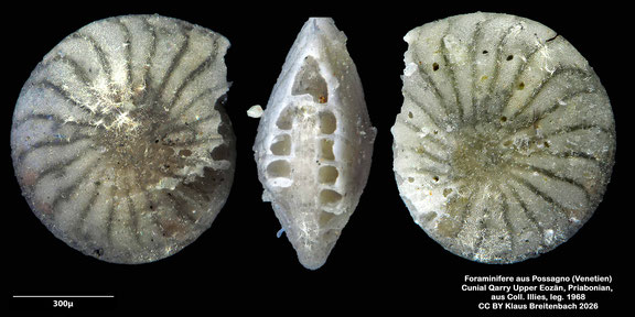 Amphistegina d'Orbigny, 1826 aus Possagno, Venetien, Italien; Priabonian; CC BY: Klaus Breitenbach
